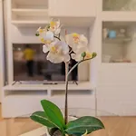 Windrose D&s 公寓 比萨