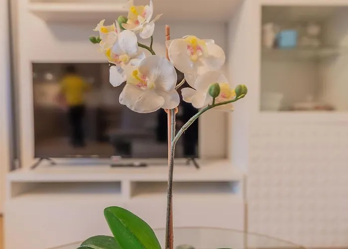 Windrose D&s 아파트 피사